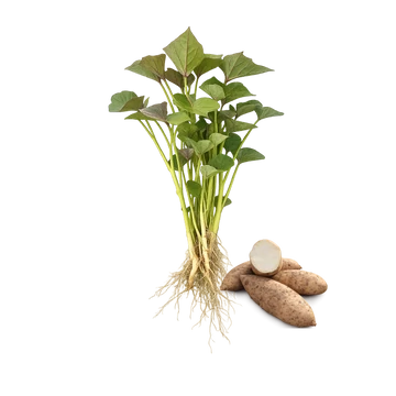 Fehér batátapalánta