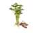 Fehér batátapalánta