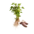 Japán batátapalánta