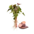Beauregard batátapalánta