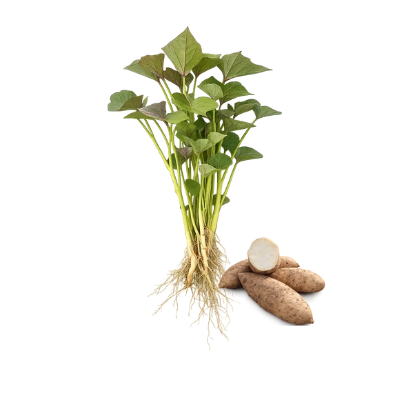 Fehér batátapalánta