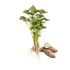 Fehér batátapalánta