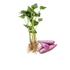 Lila batátapalánta
