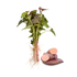 Beauregard batátapalánta